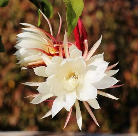 曇花開花|曇花 Epiphyllum oxypetalum 